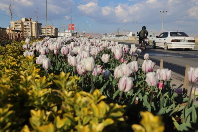 Mardin'de Yeşillendirme Çalışmaları Devam Ediyor