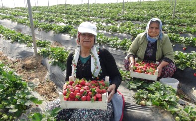 Mevsimlik Tarım İşçilerinin Günlük Ücretleri Yüzde 12 Arttı