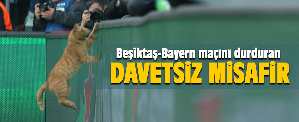 Beşiktaş Bayern Münih maçında sahaya kedi girdi