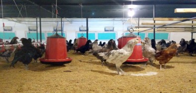 500 Milyon Topladı, Uruguay'a Kaçtı