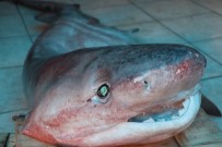 ADNAN POLAT - Dev Köpek Balığı, Balıkçıların Ağına Takıldı
