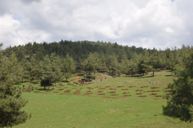 Kilis'te Ormanlık Alanlar Arttırılıyor