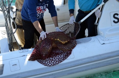 Yaralı Caretta Caretta İçin Seferber Oldular