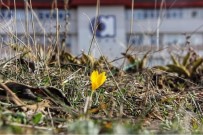 ATıLıM ÜNIVERSITESI - Baharın müjdecisi Ankara çiğdemleri açtı