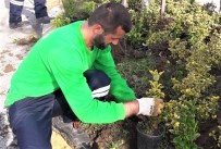 NECİP FAZIL KISAKÜREK - Başiskele Bahara Hazır