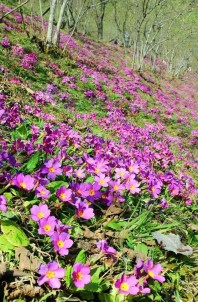 Doğu Karadeniz'deki Fındık Bahçeleri Rengarenk
