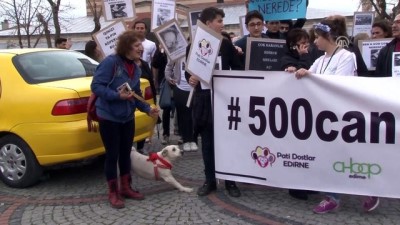Edirne'de Sokak Köpeklerinin Kaybolduğu İddiası