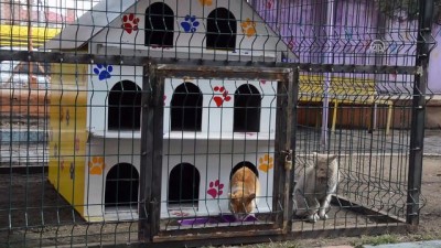 Minik Kalpler 'Sokak Kedileri' İçin Atıyor