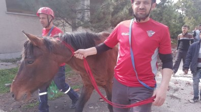 Sığınak Kuyusuna Düşen At Kurtarıldı