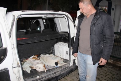 Bodrum'da Köpek Katliamı