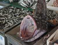 DENİZ CANLILARI - (Özel) Marmara'dan Çıkan Dev Fener Balığı Balıkçıları Hem Şaşırttı Hem Korkuttu