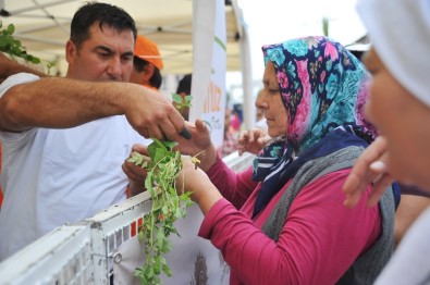 Seferihisar Tohum Bayramı'na Hazırlanıyor