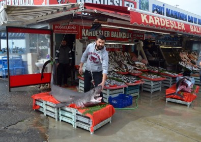 Silivri Açıklarında Camgöz Cinsi Köpek Balığı Yakalandı