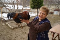EMEKLİ MEMUR - Bahçesinde Beslediği Tavuk Horoza Dönüştü