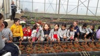 İSMAIL EROĞLU - 'Toprakla Tanış Bitkiyi Sev' Projesi Sayesinde İlk Kez Fidanla Tanıştılar