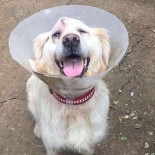 SARIYER BELEDİYESİ - 'Cindy' Köpeğin Dövülmesi Davasında Sarıyer Belediyesine Suç Duyurusu