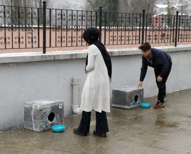 Hayvan Gönüllüsü Gençler 'İyilikte' Yarıştı