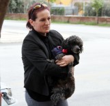 PETSHOP - Kayıp Köpeğin Sahibini Bulmak İçin Sokak Sokak Dolaştı