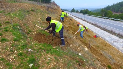 Manisa'nın Yol Kenarlarına 800 Km'lik Yeşil Kuşak