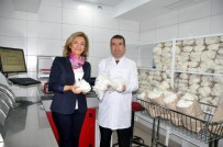 İBRAHIM KÜÇÜK - Pamukta Yerel Tohumlarla Dünyayla Rekabet Edilecek