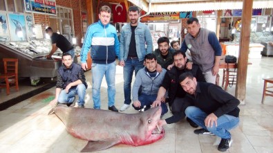 Mersin'de 400 kiloluk köpek balığı yakalandı