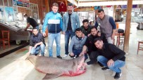 YEŞILOVACıK - Mersin'de 400 kiloluk köpek balığı yakalandı
