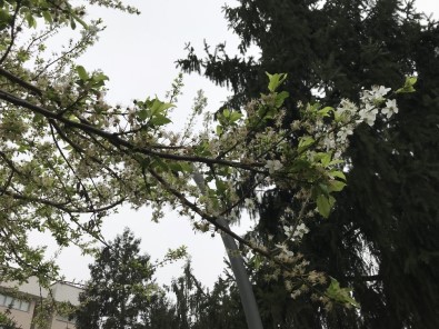(Özel) - Yalancı Bahara Aldanan Ağaçlar Çiçek Açtı