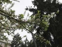 ALİ ŞENER - (Özel) - Yalancı Bahara Aldanan Ağaçlar Çiçek Açtı