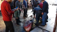 ADNAN POLAT - Akdeniz'in En Büyük Köpek Balığı Yakalandı