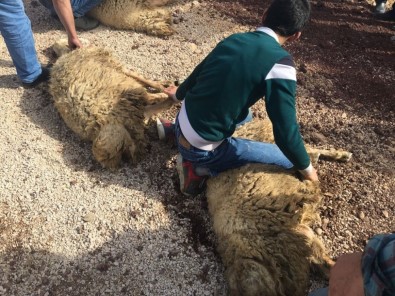 Bayırbucak Türkmenleri'nden Mehmetçik'e Kurban