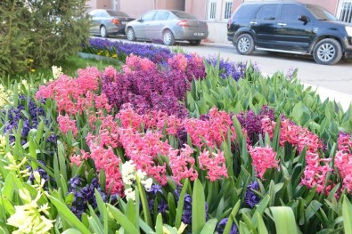 Çorum'a Rengarenk Çiçeklerle Bezendi