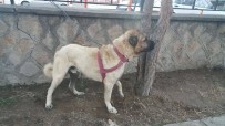 KÖPEK DÖVÜŞÜ - Köpek Dövüşü Yaptıranlara Oltu Polisi Suçüstü Yaptı