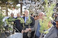 ENDER FARUK UZUNOĞLU - Suşehri'nde Çam Fidanı Dağıtıldı