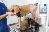 RÖNTGEN - Vicdansızlar 3 Yavrusu Olan Sokak Köpeğini Av Tüfeğiyle Vurdu