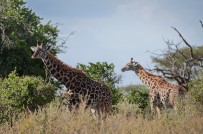 NIJER - Zürafaların Nesli Tükeniyor !