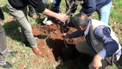Filistinliler 'Toprak Günü' Münasebetiyle Ağaç Dikti