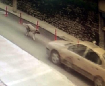 Köpeğe Çarpıp Kaçan Resmi Plakalı Aracın Sürücüsüne Soruşturma Açıldı
