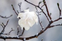 KAR FIRTINASI - Washington'da Bahar Dallarına Kar Yağdı