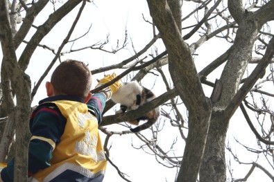 Eyüpsultan'da Ağaçta Mahsur Kalan Kediyi, Veteriner Ekipleri Kurtardı