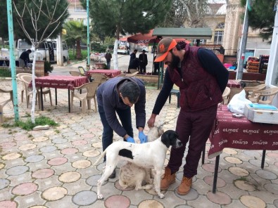 İznik'te Köpeklere Kuduz Aşısı