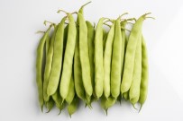 ORTA ASYA - MAY Tohum'un Ar-Ge Yatırımları Artarak Devam Ediyor