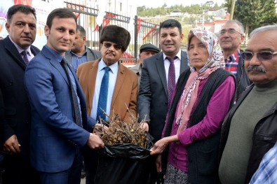 Kişniş Fideleri Üreticinin Yüzünü Güldürdü