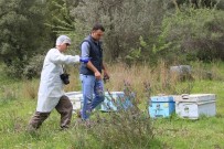 KARGıCAK - Milas'ta Kovan Hırsızlığı