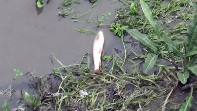 Yeşilırmak'ta Toplu Balık Ölümleri