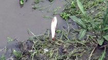 AKSALUR - Yeşilırmak'ta Toplu Balık Ölümleri