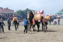 Bayramiç'te Deve Güreşleri Gerçekleşti