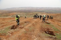 ŞEHITKAMIL BELEDIYESI - Fadıloğlu'ndan Fidan Dikimine Davet