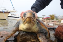 BITEZ - Nesli Tükenmekte Olan Canlı Karaya Vurdu