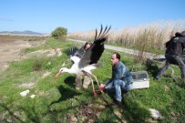 İZMIR DOĞAL YAŞAM PARKı - Yaralı Leylekler İyileştirilip Doğaya Salındı