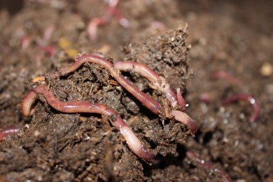 9 Milyon Solucandan Gübre Üretip, Organik Tarıma Destek Oluyorlar